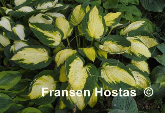 Hosta Georgia Sweetheart